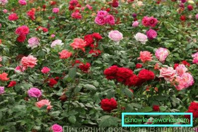 137 Hybridi Tea Roses