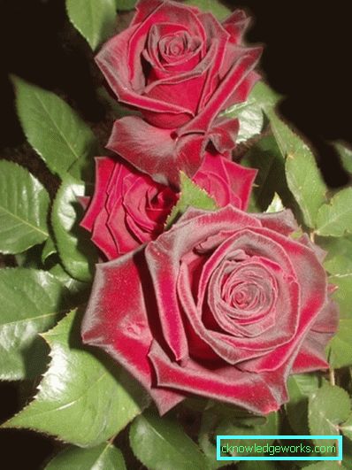 137 Hybridi Tea Roses