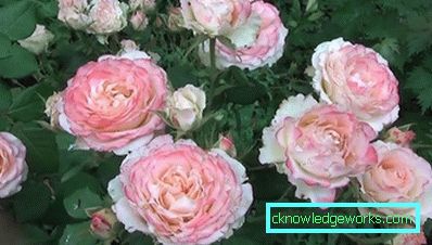 137 Hybridi Tea Roses
