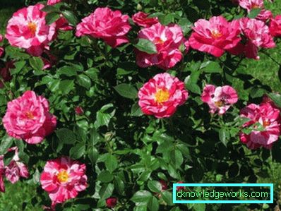 137 Hybridi Tea Roses