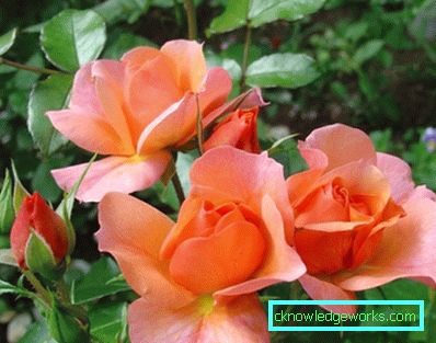 137 Hybridi Tea Roses