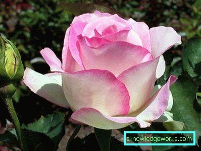 137 Hybridi Tea Roses