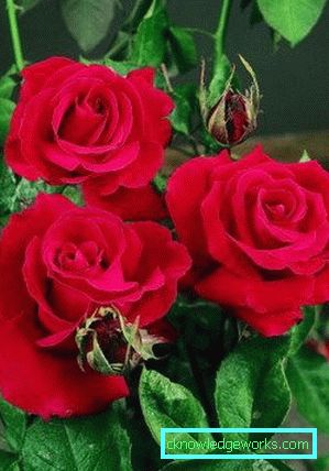 137 Hybridi Tea Roses