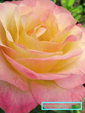 137 Hybridi Tea Roses