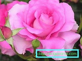 137 Hybridi Tea Roses