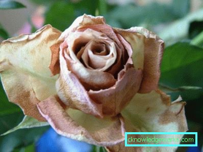 137 Hybridi Tea Roses