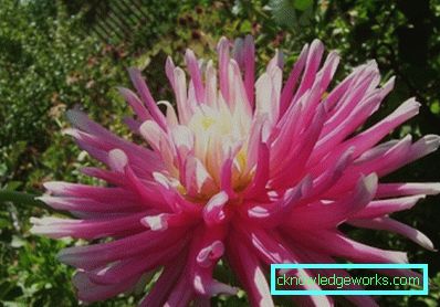 111 Dahlia-kaktus