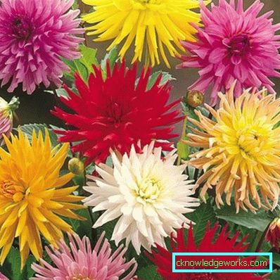 111 Dahlia-kaktus