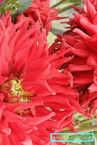 111 Dahlia-kaktus