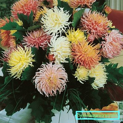 111 Dahlia-kaktus