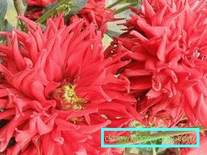111 Dahlia-kaktus