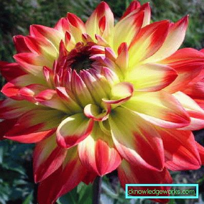 111 Dahlia-kaktus