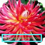 111 Dahlia-kaktus
