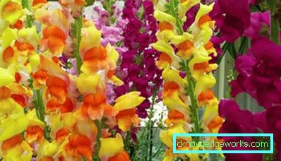 184 Gladiolus