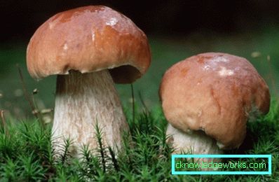 253-Miten kasvattaa valkoista sientä