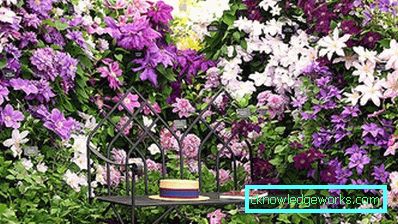 289-Clematis Siperian laskeutumisessa