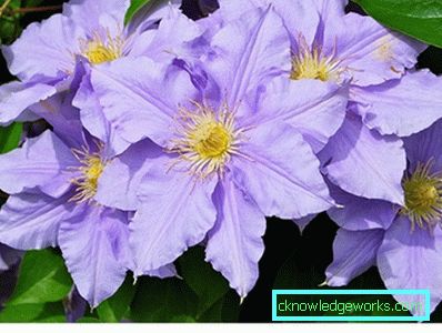 289-Clematis Siperian laskeutumisessa