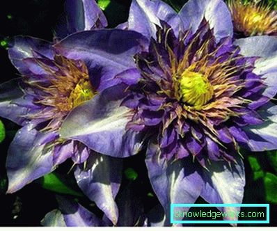 289-Clematis Siperian laskeutumisessa