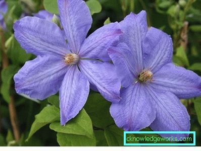 289-Clematis Siperian laskeutumisessa