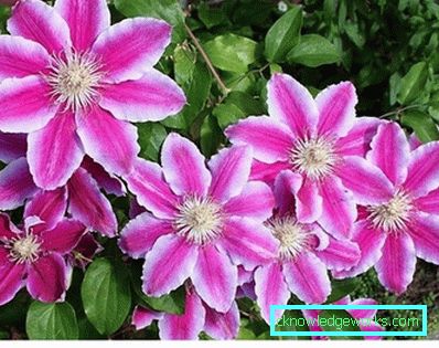 289-Clematis Siperian laskeutumisessa