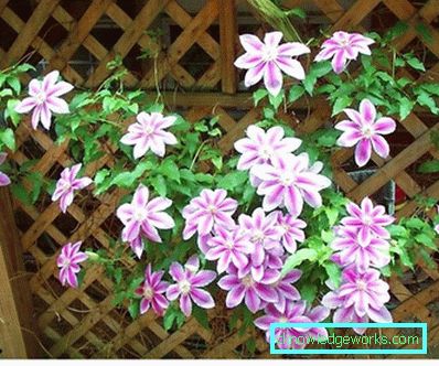 289-Clematis Siperian laskeutumisessa
