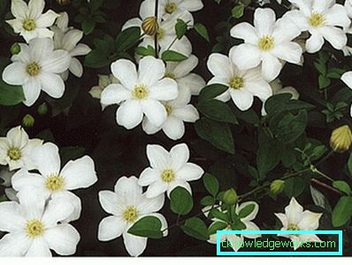 289-Clematis Siperian laskeutumisessa