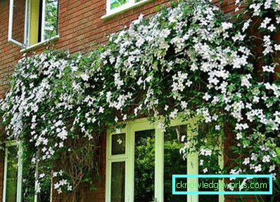 289-Clematis Siperian laskeutumisessa