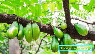 274 Kurkkipuu (Bilimbi)