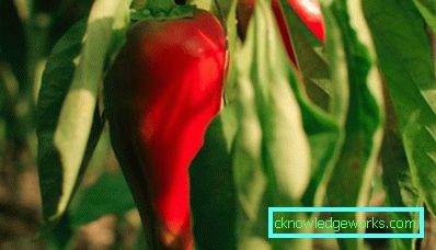 23-Pepper-kauppias