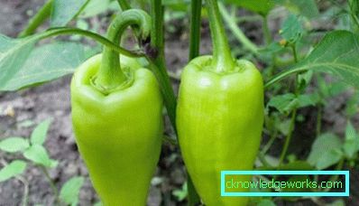 23-Pepper-kauppias