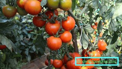 158-valkoinen tomaatti