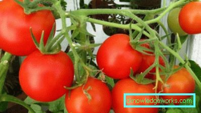 158-valkoinen tomaatti
