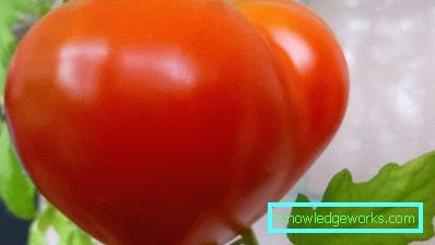 55 Tomato Budenovka