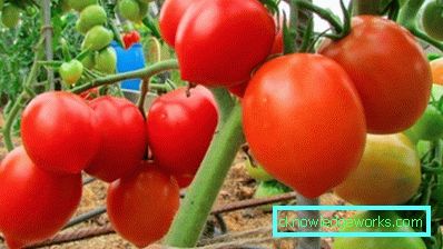55 Tomato Budenovka