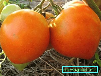 55 Tomato Budenovka
