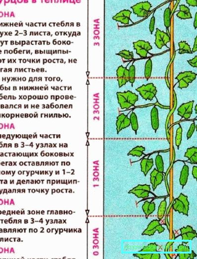 238-Huolehdi kurkkuista kasvihuoneessa ja