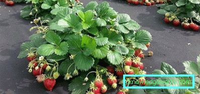 Kuinka valita kasvihuoneiden kattomateriaali? Kuinka valita kasvihuoneiden kattomateriaali?