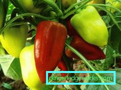 352-kasvava paprika kotona