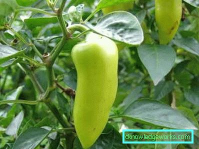 352-kasvava paprika kotona