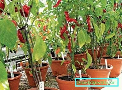 352-kasvava paprika kotona