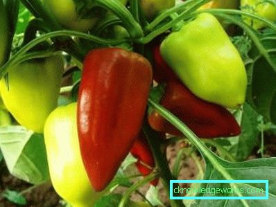 352-kasvava paprika kotona