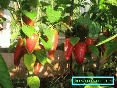 352-kasvava paprika kotona