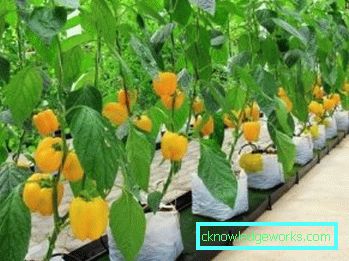 352-kasvava paprika kotona