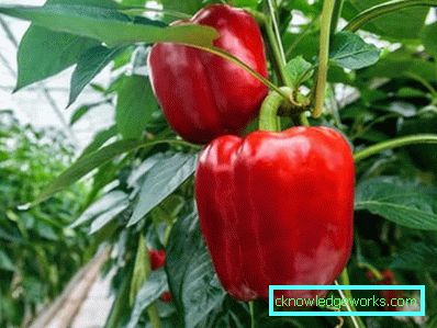 352-kasvava paprika kotona