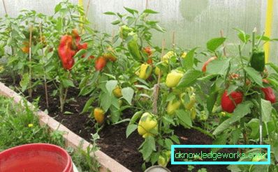 352-kasvava paprika kotona