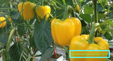 352-kasvava paprika kotona