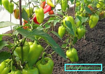 352-kasvava paprika kotona