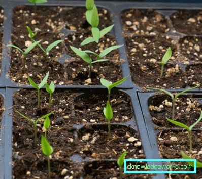 352-kasvava paprika kotona