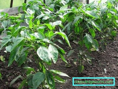 352-kasvava paprika kotona