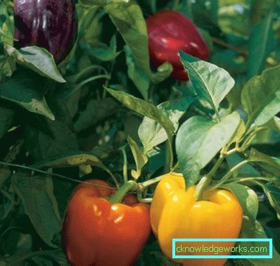 352-kasvava paprika kotona